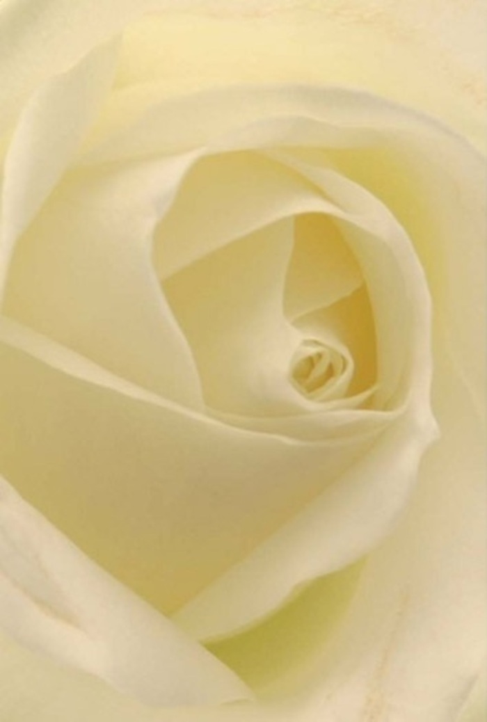 Observed with an artist's eye in the midst of Greenwich, this pristine white rose offers a study in tranquility and gentle sophistication. Viewed close, each layer reveals soft gradients of white and cream, blending seamlessly as though illuminated from within by a soft, natural glow. The interplay of shade and highlight across the petals mirrors the gentle light found in a conservatory near the Cutty Sark, creating a composition that feels serene and timeless. As your local florist, I see this rose as a perfect ambassador for heartfelt intentions-a romantic gesture beneath the colonnades, a sincere apology delivered to a loved one near Maze Hill, or an elegant touch to a riverside celebration. The spiraled core speaks of resilience and purity, while subtle colour transitions and intricate shadowing elevate its natural allure. This bloom radiates a subtle fragrance: clean, calming, and enduring-a signature of arrangements thoughtfully prepared by Flowers Greenwich for any occasion throughout the community.
